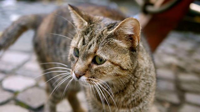 Korean man arrested for boiling 600 cats alive, selling the meat for use in soup