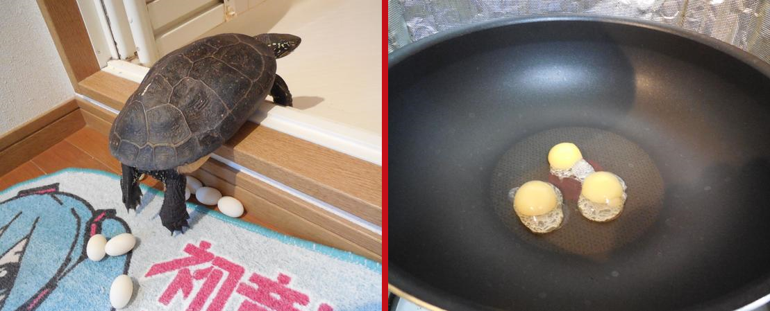 Pet Turtle In Japan Lays Clutch Of Eggs In Owner S Apartment Owner Tosses Them Into Frying Pan Soranews24 Japan News