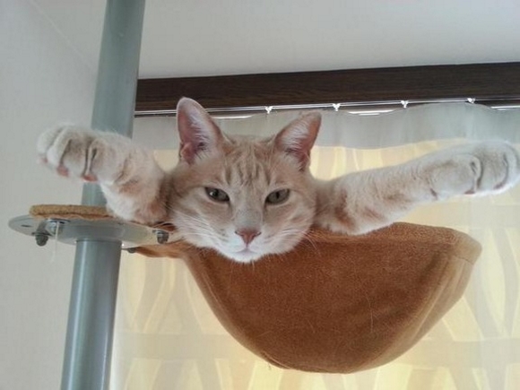 Kitty mistakes cat tower for launch pad, tries to blast off for space