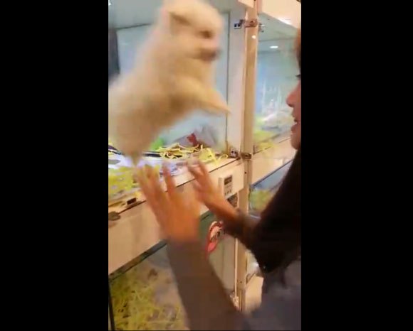 【Monday Kickstart】Video of adorable puppy jumping into person’s arms goes viral