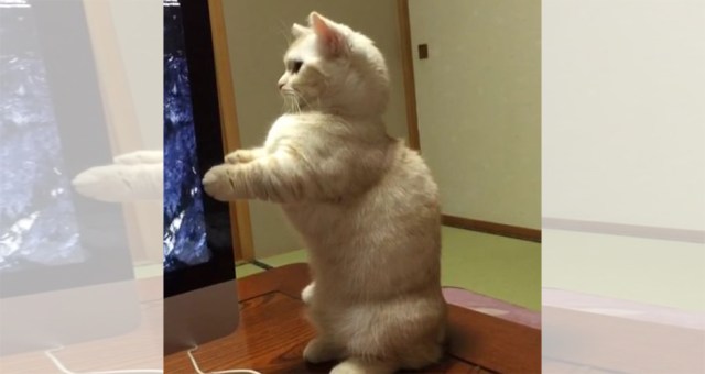 Adorable cat inadvertently teaches us Japanese【Video】