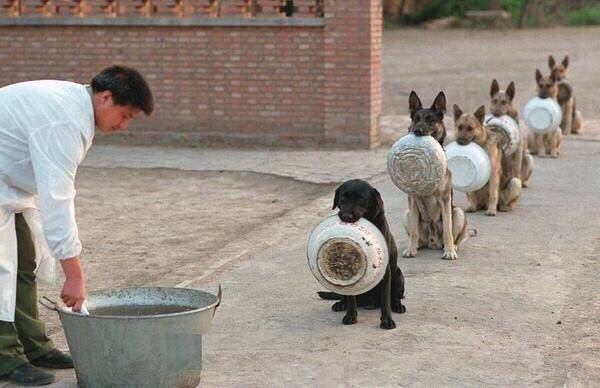 Police dogs in China better at lining up for chow than we are