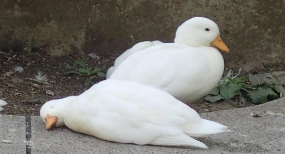 Is any “fowl” play involved? Nope, Morioka Zoo’s animals just like to sleep in weird positions