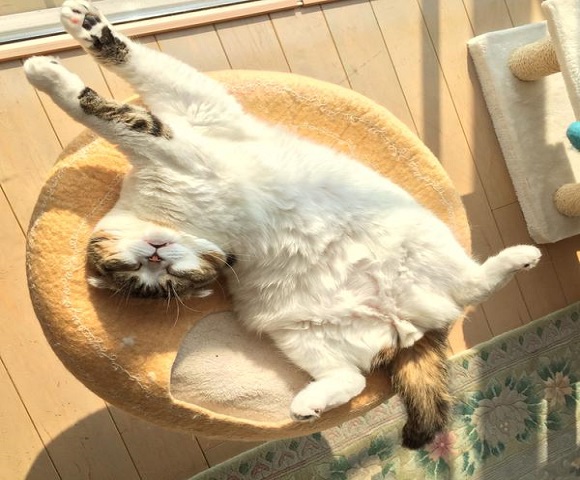 Check out that fluffy belly! Donguri the cat loves to lounge around on his back
