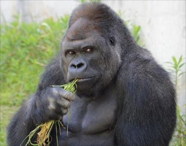 Zoo reports increase in visitors as Japan’s women fall for this “handsome” gorilla【Photos】