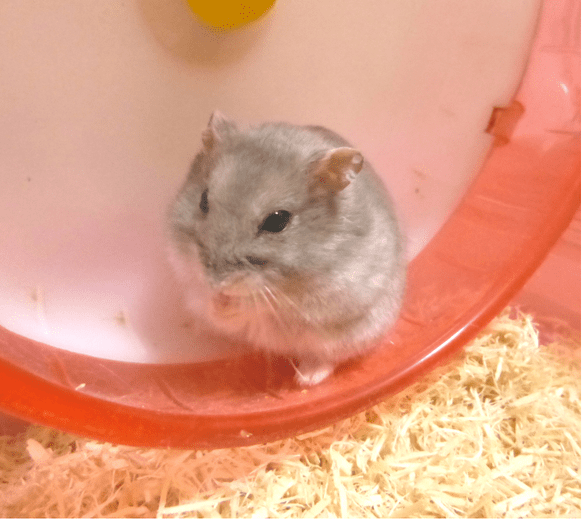 “Hamster drill” is at least twice as cute as it sounds, Japanese pet-lovers teach us