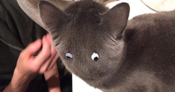 Totoro, is that you? Stick-on googly eyes plus kitty equals hours of