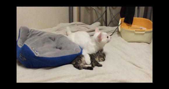 Older cat suddenly stops bullying new kitten when earthquake hits, protects him instead