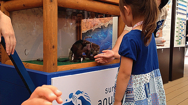 Want to shake hands with an adorable otter? You can right now at this Tokyo aquarium