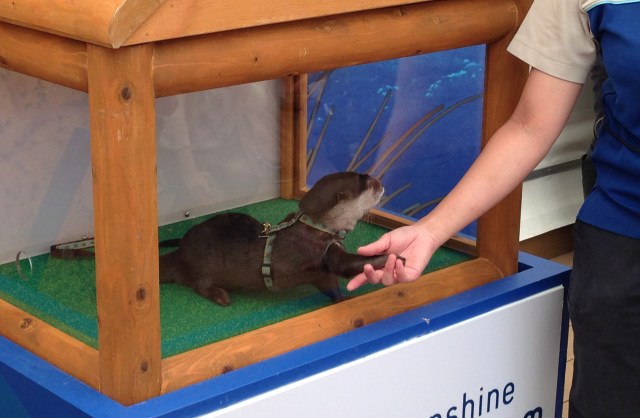 Want to shake hands with an adorable otter? You can right now at this Tokyo aquarium