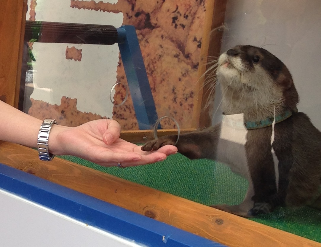 Want to shake hands with an adorable otter? You can right now at this