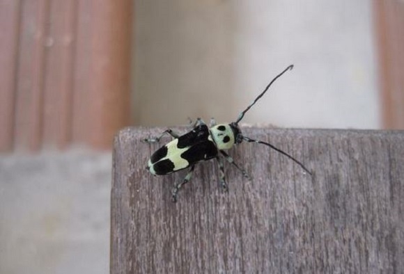 Panda-cosplaying beetle is possibly the cutest bug we’ve ever seen