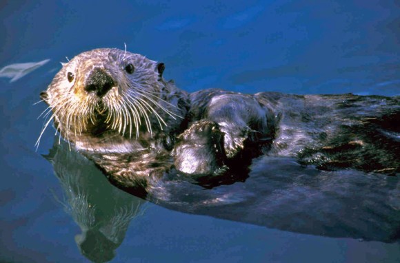 sea-otter(1)