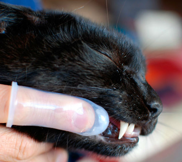 Cats hate getting their teeth brushed, but it’s important…and they look so cute getting it done!