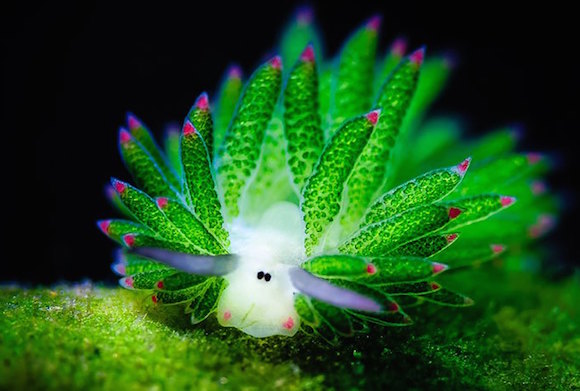 Amazing sea slug runs on solar power, looks like a tiny sheep
