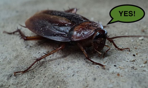 barata-cucaracha-cockroach