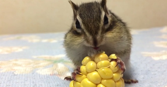 Who knew chipmunks eating corn could be so heart-meltingly cute? 【Video】