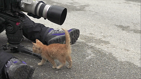 Famous Japanese wildlife photographer charms cats across the world 【Video】