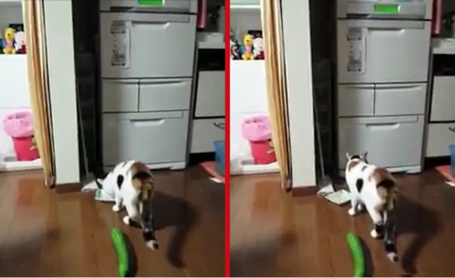 Hilarious house cat meets its match as it gets snuck up on by…a cucumber?!? 【Video】