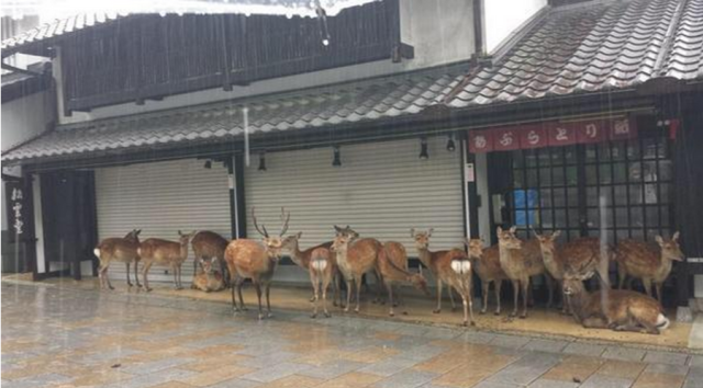 Heavy rain in Nara means the deer line up under the eaves — just like people!