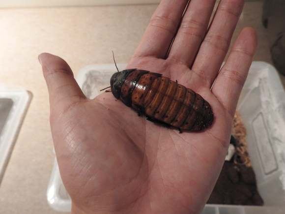 We visit Tokuyama’s Cockroach Fest to take on the “Cockroach Encounter”【Photos】