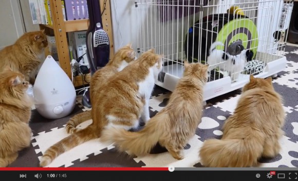 New puppy in town faces harsh roommate interview from a bunch of Munchkin cats 【VIDEO】