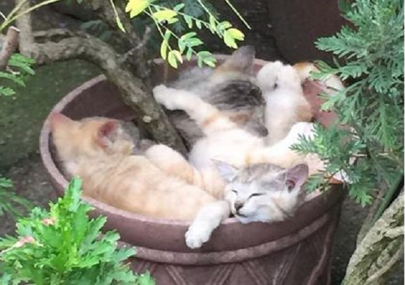 potted cats