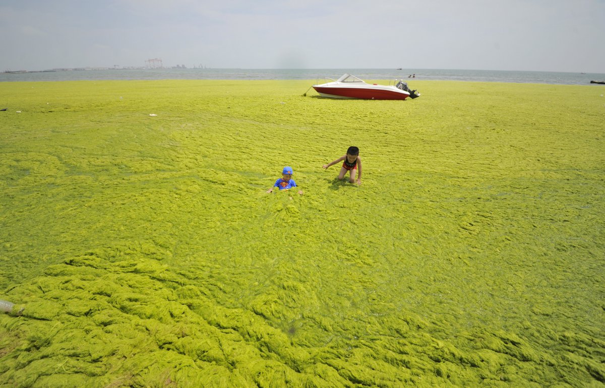 researchers-think-the-reason-for-the-algae-growth-in-qingdao-is-that-seaweed-farmers-started-cleaning-their-rafts-farther-offshore-this-gave-the-algae-the-chance-to-spread-out-and-make-its-way-to-the-shore-up-near-the-city