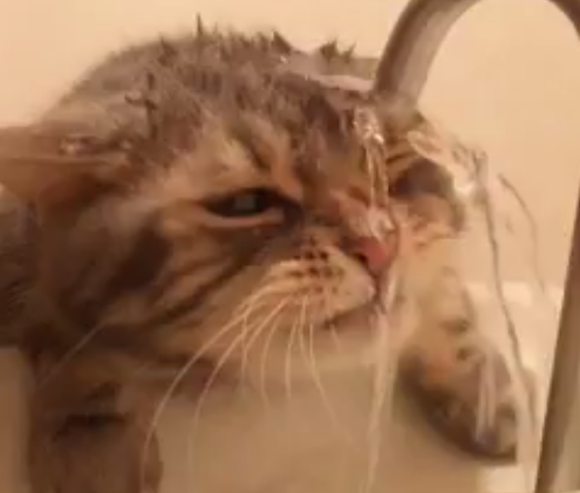 Cute video of cat attempting to drink from a faucet deals blow to species’ integrity 【Video】