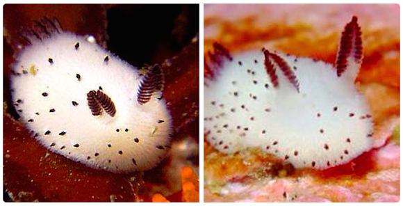 Sea bunnies? Japanese netizens going nuts for super cute sea slug