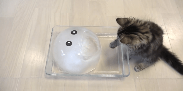 10 cats are back, beating the summer heat with a big ball of ice【Video】