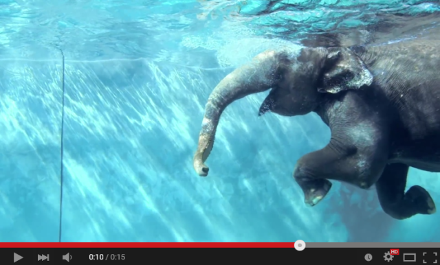 Grab your trunks! Adorable videos of Japanese safari park’s elephants swimming in their new pool