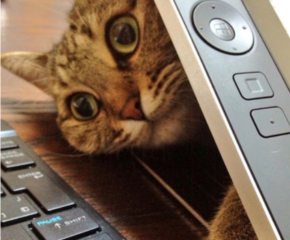 Manga artist’s cat takes over her tablet, then Twitter
