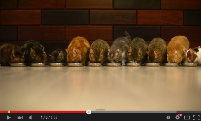 What is the sound of 10 cats eating? 【Video】
