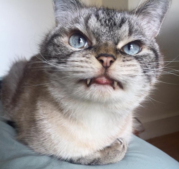 Loki the “vampire kitty” is an Instagram star, and we think she’s just fangtastic!