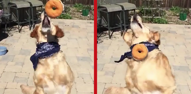 Clumsy canine can’t catch a break…or any of the treats being tossed to him 【Video】