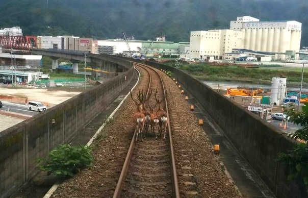 Deer hold up a train in Iwate Prefecture, Twitter users can’t help falling in love