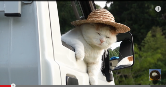 A cat, a straw hat, and a truck turn out to be a perfectly adorable summer  combination 【Video】