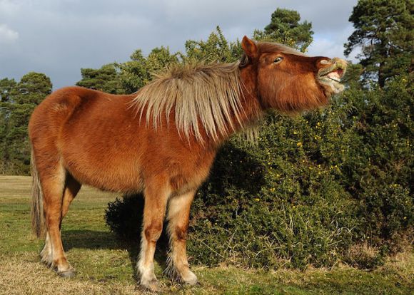New_Forest_Pony_Dorset