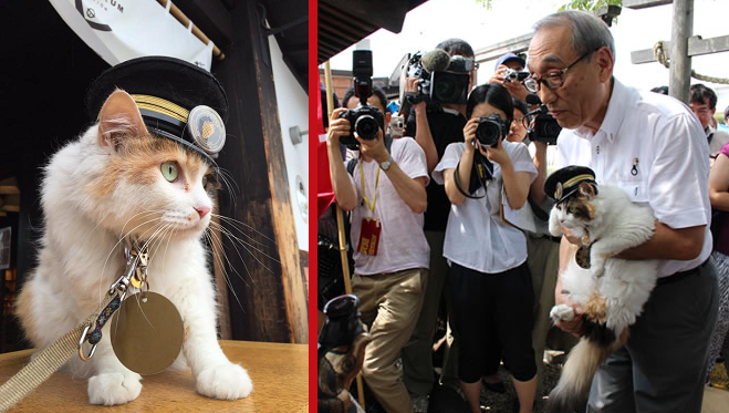 Japan gets a new stationmaster cat as Nitama is officially named successor  to the departed Tama | SoraNews24 -Japan News-