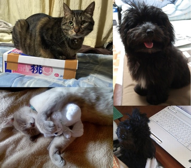 Pet therapy: Japanese netizens show off their cute pets and leave us smiling all day