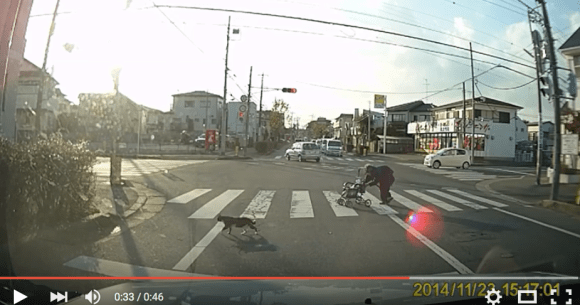 Why Did The Cat Cross The Road To Help An Old Lady Out Video SoraNews24 Japan News 