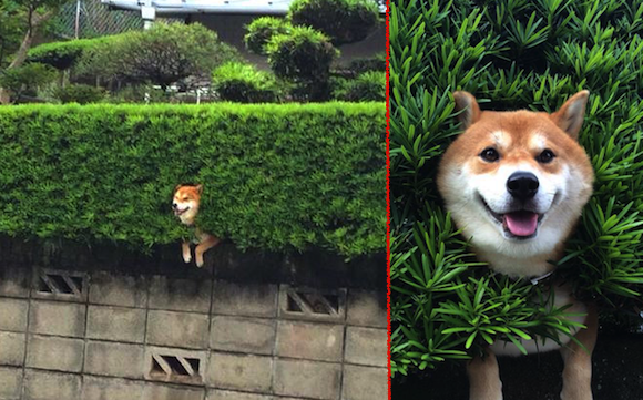 Shiba Inu stuck in a bush is so cute you’ll soil yourself!【Photos】