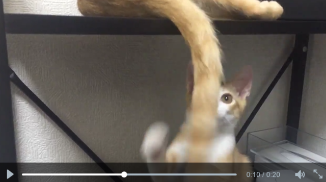 Sometimes, the best cat toy is another cat 【Videos】