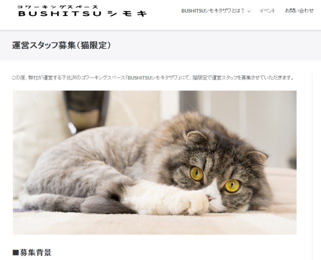 Cat wanted to join management team of Tokyo workspace
