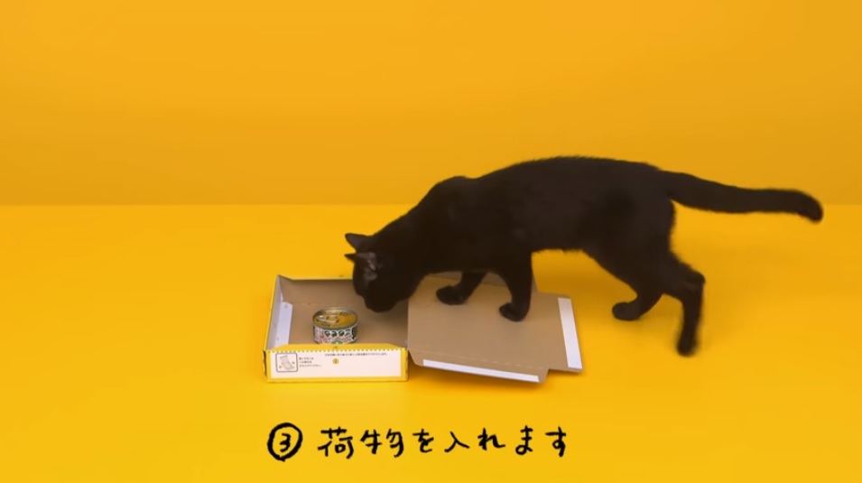 We can't stop watching this cute cat put together a packing box