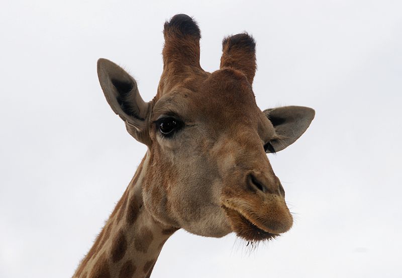 What does the giraffe say? Video captures baby giraffe’s surprising cry