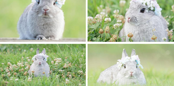 These Bunnies Have A Twitter Account And You Should Be