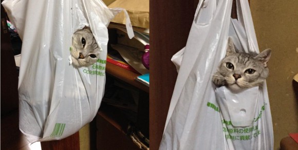 We’ll take our kitties to go! Cats hanging out in bags will brighten your day 【Pics】