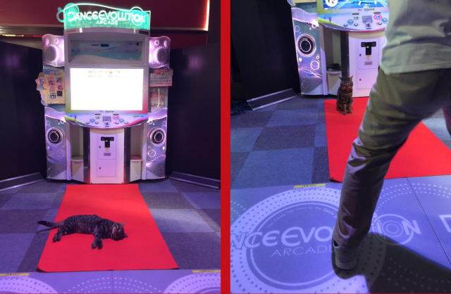 Luxuriously lounging kitty does not care that you want to play this arcade game